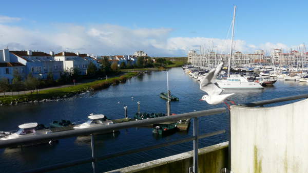 Möwe über der Marina Port Zelande